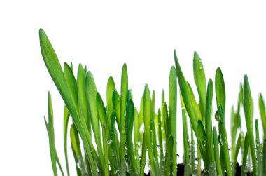 su ile yeşil çim izole üzerinde beyaz arka plan damla