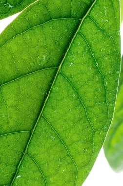 Beyaz bir arka plan üzerinde izole yeşil avokado yaprağı