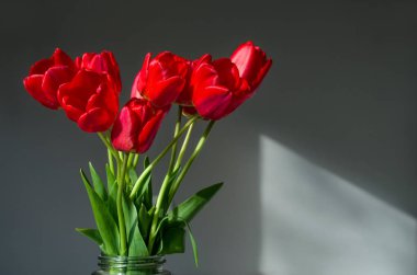 Gri bir arka plan üzerinde cam vazoda taze Lale buketi. 8 Mart mutlu kadınlar günü için. Kopya alanı.