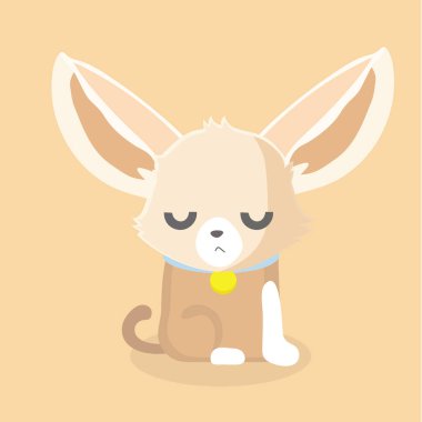 Chihuahua köpek pastel arka plan üzerinde.