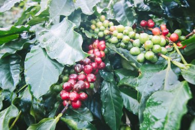 kahve ağacı grubundaki olgun çilek ile.