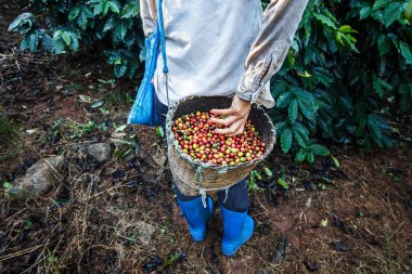 Kahve çiftçisi vişne çekirdeği topluyor..