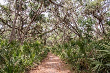 Bir iz ikizler Springs Florida üzerinde erken bahar.
