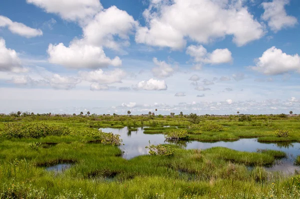 Feuchtgebiete Canaveral National Sea Shore Florida — Stockfoto
