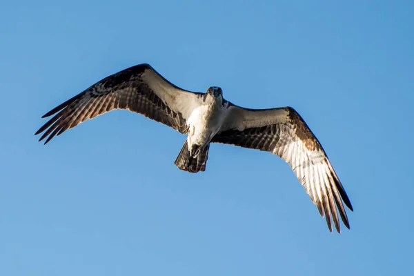 Falco Pescatore Che Vola Sopra Testa — Foto Stock