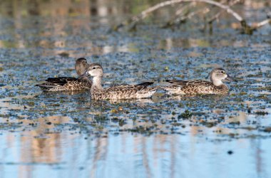 Bir göl üzerinde mavi kanatlı külçe.