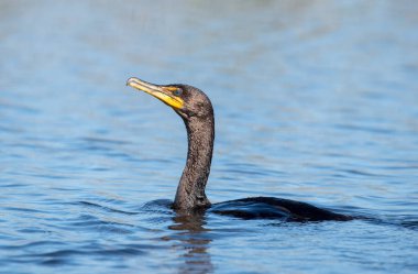 Gölde bir çift Tepeli karabatak