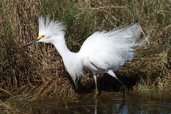 Een Besneeuwde Zilverreiger Bij Canaveral National Seashore Salt Marsh — Stockfoto