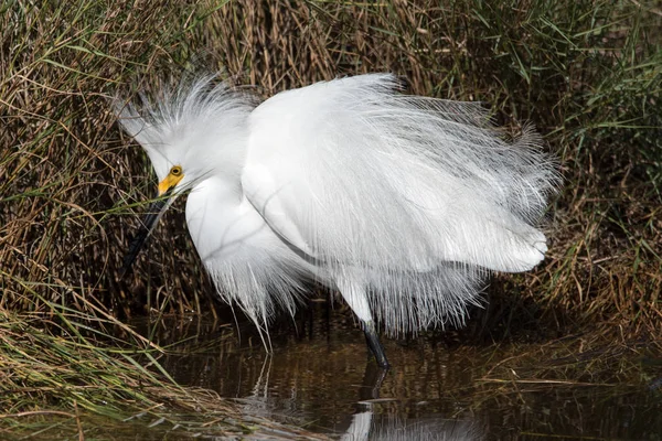 Een Besneeuwde Zilverreiger Bij Canaveral National Seashore Salt Marsh — Stockfoto