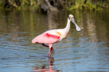 Kıyı sularında gölet ve göllerde bir pembe kaşıkçı.