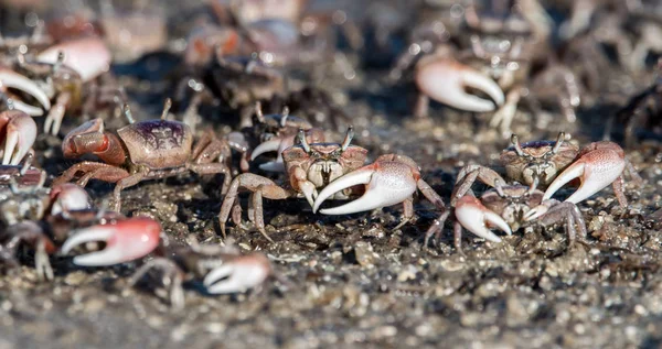 Fiddler yengeçler Canaveral Milli Seashore