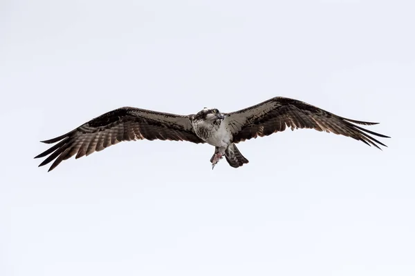 Falco Pescatore Che Vola Con Resti Pesce — Foto Stock