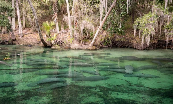 Seekuh Blue Springs State Park — Stockfoto