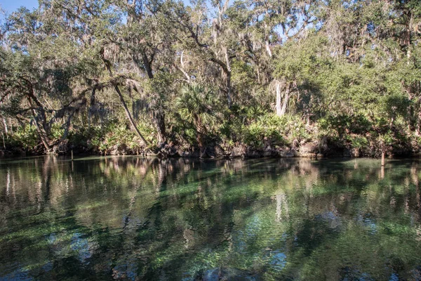 Blue Springs State Park — Stockfoto