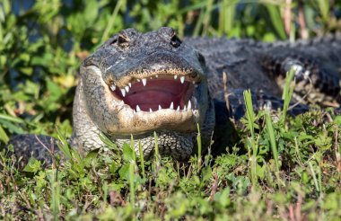 Soğuması için ağzı açık bir timsah.