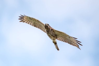 kırmızı omuzlu şahin huunting avı