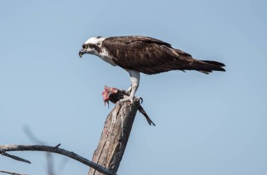 Yakaladığı balığı yiyen bir osprey.
