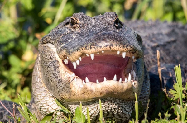 Alligator Med Munnen Öppen För Att Svalka — Stockfoto