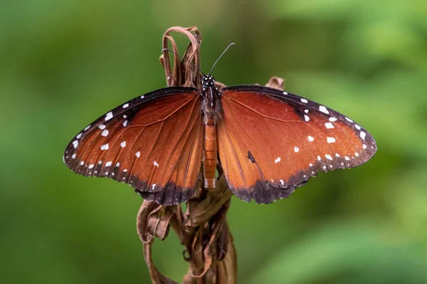 Królowa Motyl Wyschnięciu Kwiat — Zdjęcie stockowe