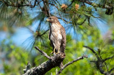 A red shouldered hawk perched in a tree while hunting clipart