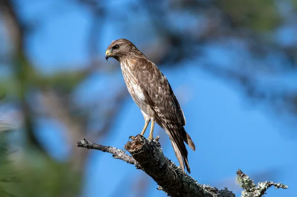 Red Shouldered Hawk Perched Tree While Hunting — Stock Photo, Image