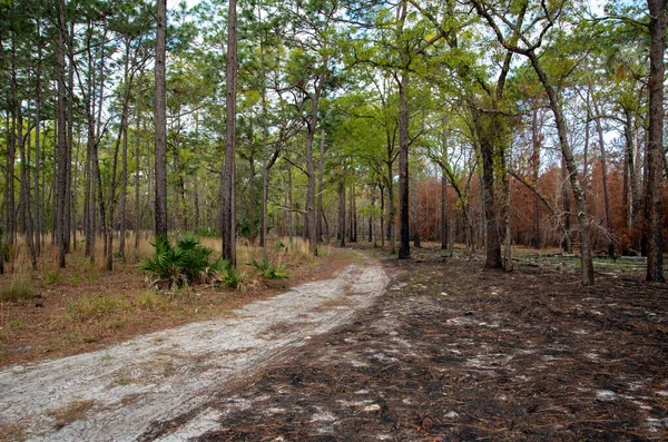 Prescribed Fire Florida Forest — Stock Photo, Image