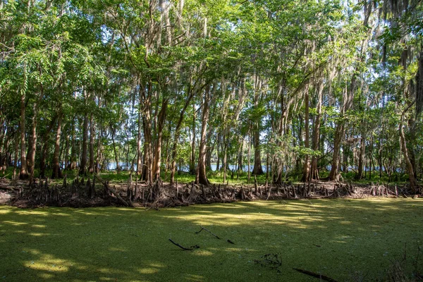 Zypressen Wachsen Entlang Eines Flusses Und Kanals Florida — Stockfoto