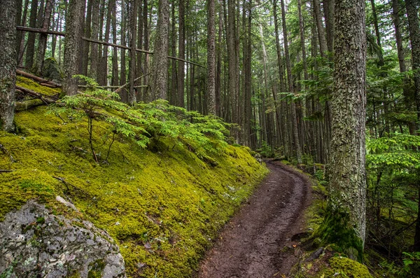 Glacier National Park Trails Forest — Stock Photo, Image