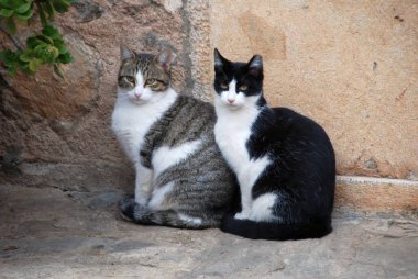 İki kedi için en ilginç şey arıyorum birlikte.