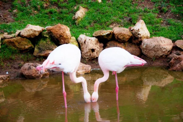 İki flamingo boynuna bir rakam yapma.