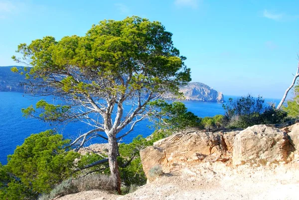 Groene Boom Aan Kust Van Het Eiland Malta — Stockfoto