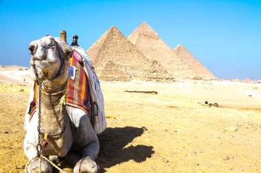 Desert camel in fromt of the Great Pyramid of Giza, UNESCO World Heritage site, Cairo, Egypt. clipart