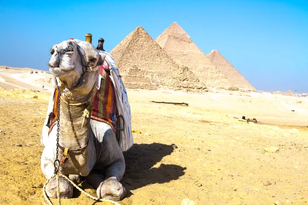 Wüstenkamel Vor Der Großen Pyramide Von Gizeh Unesco Weltkulturerbe Kairo — Stockfoto