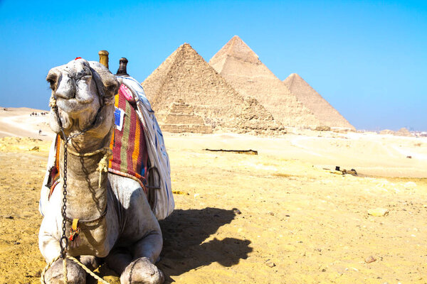 Desert camel in fromt of the Great Pyramid of Giza, UNESCO World Heritage site, Cairo, Egypt.