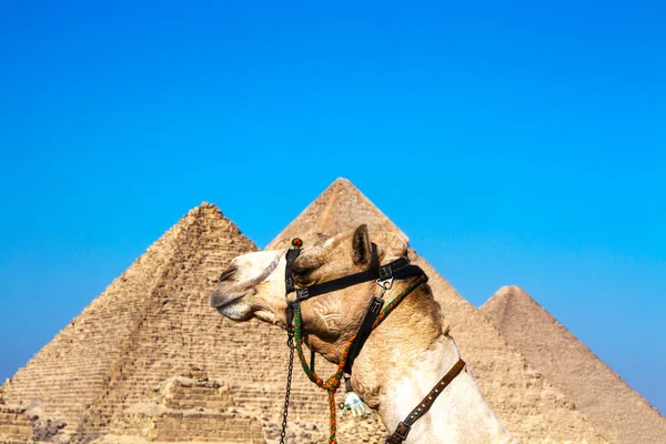 Wüstenkamel Der Großen Pyramide Von Gizeh Unesco Weltkulturerbe Kairo Ägypten — Stockfoto