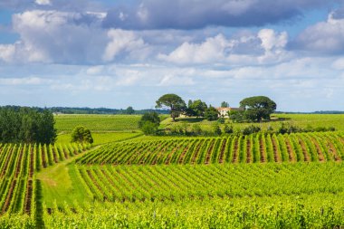 Bordeaux, Fransa yakınlarındaki ünlü Saint-milion üzüm bağı.