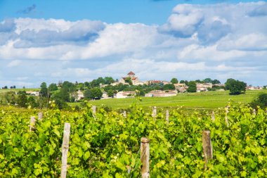 Bordeaux, Fransa yakınlarındaki ünlü Saint-milion üzüm bağı.