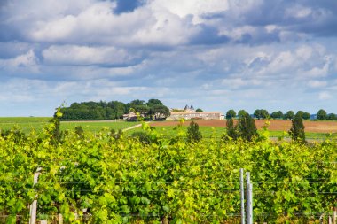 Bordeaux, Fransa yakınlarındaki ünlü Saint-milion üzüm bağı.