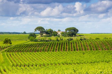 Bordeaux, Fransa yakınlarındaki ünlü Saint-milion üzüm bağı.
