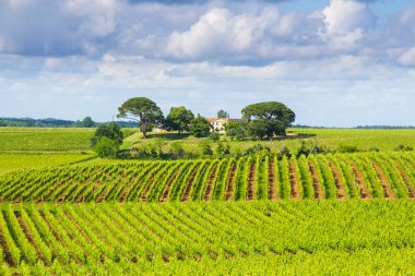 Bordeaux, Fransa yakınlarındaki ünlü Saint-milion üzüm bağı.