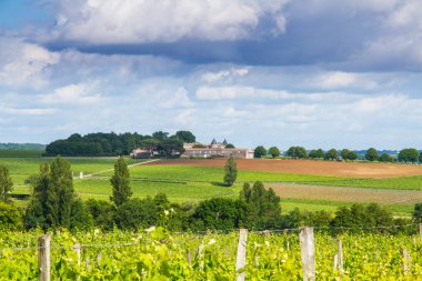 Bordeaux, Fransa yakınlarındaki ünlü Saint-milion üzüm bağı.