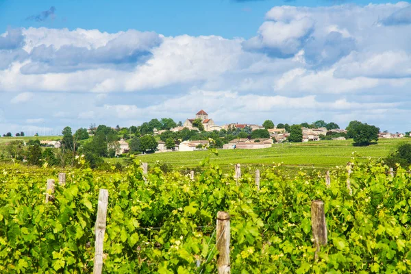 Famous Saint-milion vineyard near Bordeaux, France.