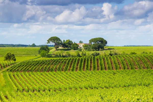 Bordeaux, Fransa yakınlarındaki ünlü Saint-milion üzüm bağı.
