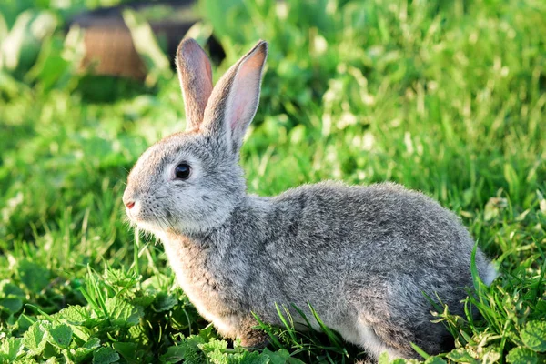 Niedliche Baby Kaninchen Auf Einem Grünen Rasen Sonnenschein Kleines Kaninchen — Stockfoto