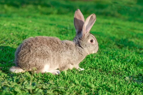 Carino Coniglio Bambino Prato Verde Sole Piccolo Coniglio Erba Verde — Foto Stock