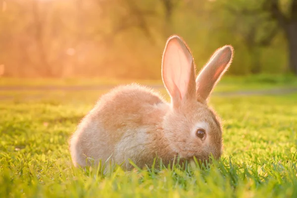 Niedliche Baby Kaninchen Auf Einem Grünen Rasen Sonnenschein Kleines Kaninchen — Stockfoto