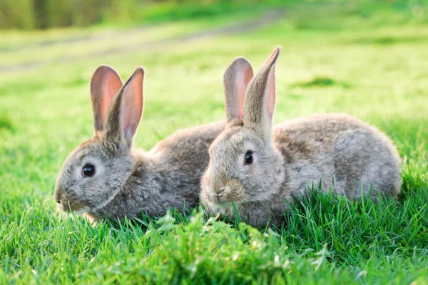 Милый Кролик Зеленом Лужайке Кролик Зеленой Траве Летний День Стоковое Изображение