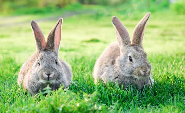 Imagen Dos Conejos Grises Hierba Verde Aire Libre — Foto de Stock