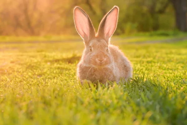 緑の芝生のサンシャインのかわいい赤ちゃんウサギ 夏の日の緑の草の上の小さなウサギ — ストック写真