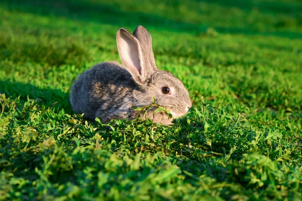 灰色ウサギの緑の芝生の上 かわいい小さな灰色ウサギ緑の芝生 Copyspace とイースターの背景 — ストック写真